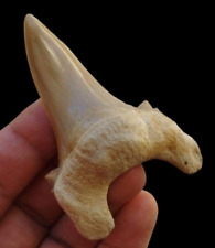 Monster Super Quality Otodus Obliquus shark fossil tooth picture