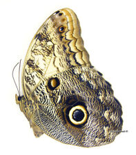 Unmounted Butterfly/Nymphalidae - Caligo prometheus, FEMALE, Venezuela 75-77mm picture