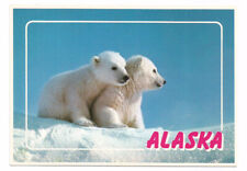 AK Postcard Alaska Polar Bear Cubs picture