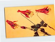 Postcard Wild Columbine Glass Model of Plants Botanical Museum MA USA picture