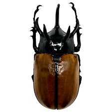 The Five-Horned Rhinoceros Beetle (Eupatorus gracilicornis) Insects Specimen picture