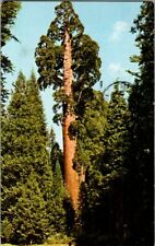 Vintage Postcard General Grant Tree California Redwood Tree CA California  J-634 picture