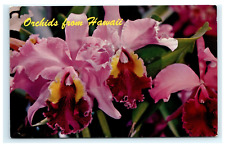 1964 Beautiful Cattleya Orchids One of Many Hues in Hawaii HI Posted picture