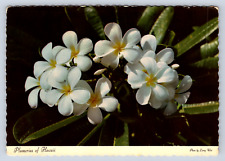 Vintage Postcard Plumerias of Hawaii Flowers Honolulu picture