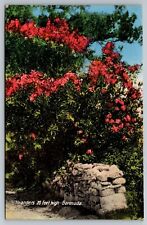Orleanders 20 feet high. Bermuda Vintage Postcard picture
