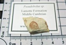 Cambrian brachiopod fossil Rare type Pseudobolus Lamotte Fm Missouri #1 picture