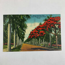Postcard Florida Royal Poinciana Tree Majestic Palms Linen 1957 Clearwater picture