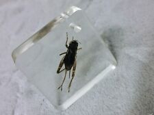 Real Cricket Preserved In Resin Specimen picture