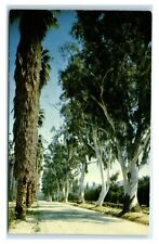 Postcard Eucalyptus and Fan Palm Trees in California E60 picture