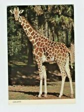 Vintage Animal  Postcard  GIRAFFES  AT LION COUNTRY SAFARI    POSTED 1961 CHROME picture