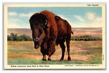 Old Charlie Buffalo Bison West Texas TX UNP Linen Postcard N24 picture