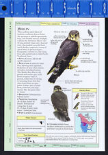 MERLIN & American KESTREL-- Scientific Bird Reference Print picture