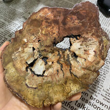 600G  Natural Petrified Wood Crystal Fossil Slice Shape Healing Specimen picture