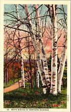 MI-Michigan, White Birches Northern Michigan, Vintage Postcard picture
