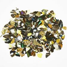 50Pcs Real Butterfly Wings - Natural Specimens Taxidermy DIY Decor Collectibles picture