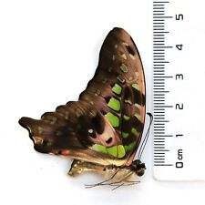 COLLECTION unmounted real folded butterfly graphium agamemnon CHINA #3 picture