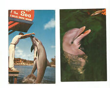 Miami FL Postcards Florida Seaquarium Porpoise picture