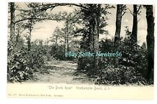 Westhampton Beach LI NY - THE BROOK ROAD THRU FOREST - Postcard picture