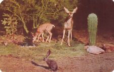 Arizona Wild Deer Jackrabbit Cactus at Night Postcard D14 picture