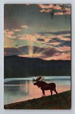 Livingston MT-Montana, Bull Moose At Lake, Antique, Vintage c1942 Postcard picture