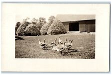 c1910's Barn Farm Ducks Geese Haystack RPPC Photo Unposted Antique Postcard picture