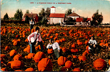 Pumpkin Patch on Western Ranch, Farm, Agricultural, c1910 Vintage Postcard picture