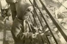 AC544 Vtg Photo CHILD FEEDING A DEER THROUGH FENCE c 1940's picture