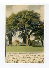 Holliston MA 1907 postcard, giant elm with house in distance, 