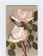 Postcard White Roses Vintage Print picture