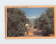 Postcard Picking Oranges in California USA picture
