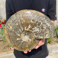 5.2lb Large Natural Ammonite Fossil Conch Quartz Crystal Specimen Healing picture