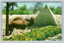 Cypress Gardens FL-Florida, Ahsad, Dromedary Camel, Vintage Postcard picture