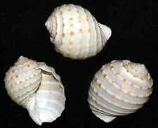 Spotted Tun ~ Tonna Tessalota Seashells 2