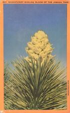 Postcard - Magnificent Waxlike Bloom Joshua Tree California CA picture