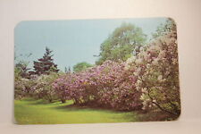 Postcard Lilac Time Highland Park Rochester NY D25 picture