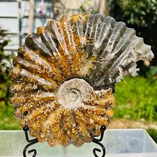 1.88lb Rare Large Natural Conch Ammonite Fossil Crystal Mineral Specimen Reiki picture