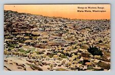 Walla Walla WA-Washington, Panoramic of Sheep Western Range Vintage Postcard picture