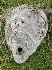 Wasp Nest, Bee's nest, Basketball Size picture