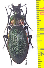 Carabidae, Carabus (Megodon.) vietinghoffi caesareus femal A1, Russia (Far East) picture
