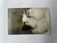 Keeshond dog Photo Card Astrid Harrisson 2014 Color Crisp 3.75 X 6 Unposted picture