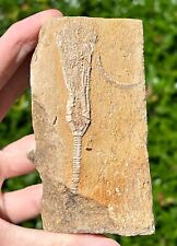 NICE Fossil Crinoid in Matrix Phacelocrinus Alabama Bangor Limestone Formation picture