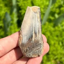Bakersfield Fossil Megalodon Sharks Tooth 2.45” Rare California Miocene Age picture