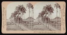 Guadeloupe The Royal Palm, Whose Tall, Slender Grace is Marvel to - Old Photo picture