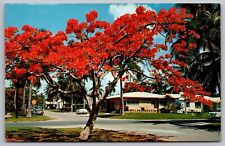 Florida Royal Poinciana Street View Old Cars Fall Autumn Tropical VNG Postcard picture