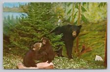 Postcard Michigan Black Bear & Cubs Under Ground Forest Frederic Michigan picture