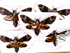 5 Real Acherontia atropos Death Head Moth, A, Spread Wings H2097 picture