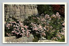 Mohonk Lake NY The Laurel Flowers Old Postcard View Good Luck Back circa 1920s  picture