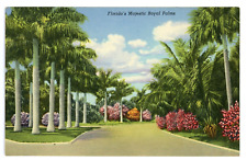 Postcard 1942 Florida's Majestic Royal Palms Tropical Unposted Linen Curteich picture