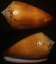 Tonyshells Seashells Conus striatellus f. sophiae ULTRA SPECIAL CORDED 53mm picture