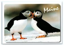Postcard Common (Atlantic) Puffin found on Coast of Maine ME MS414 picture
